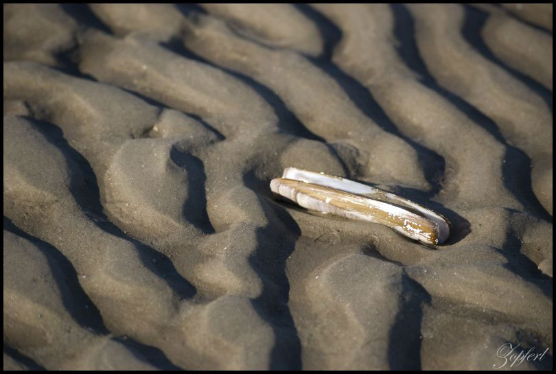 Muschel am Nordseestrand