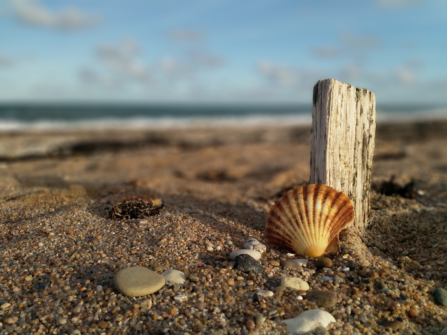 muschel-am-strand