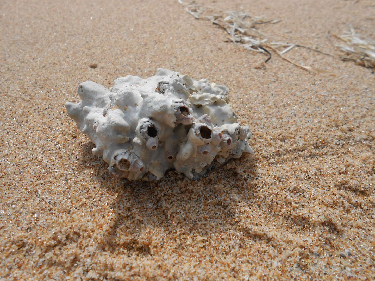 Muschel am Strand