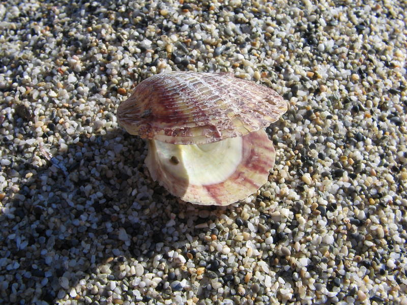 Muschel am Strand...