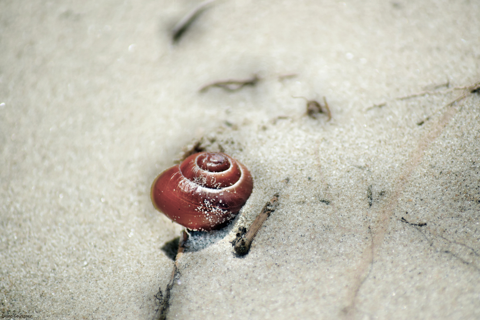 Muschel am Strand