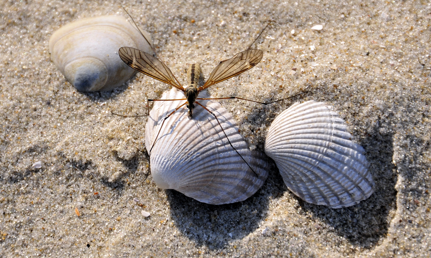 Muschel am Strand