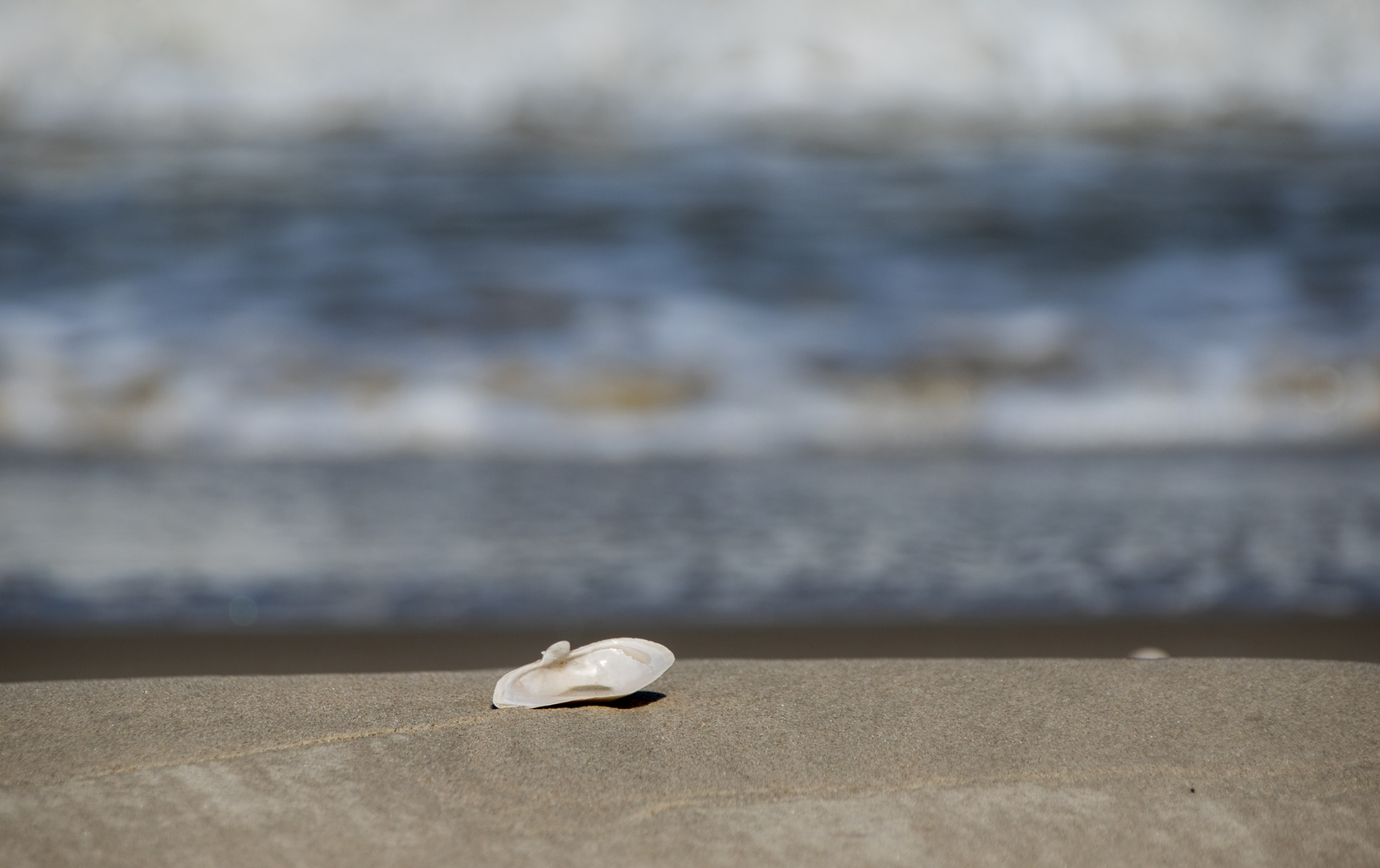 Muschel am Strand