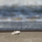 Muschel am Strand