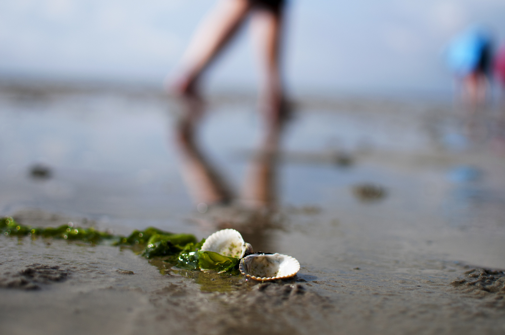 Muschel am Strand