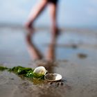 Muschel am Strand