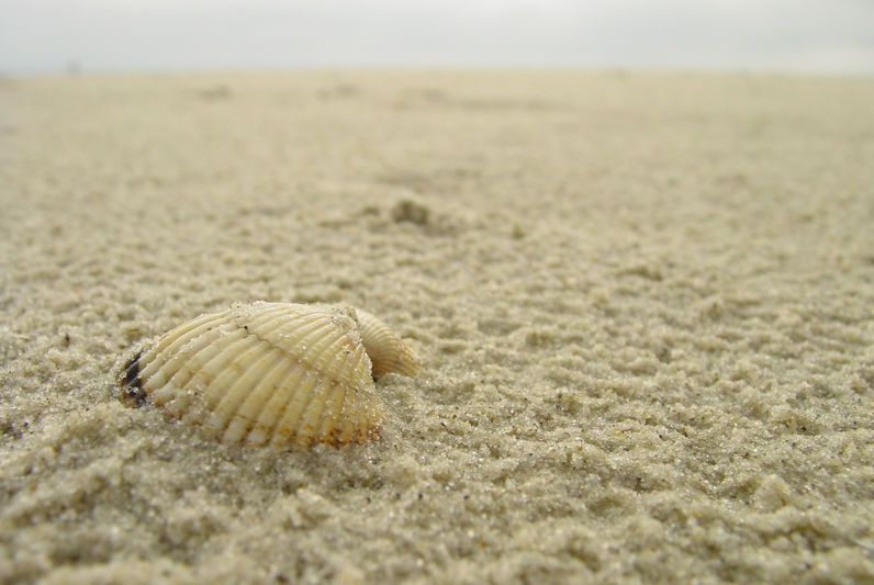 Muschel am Strand