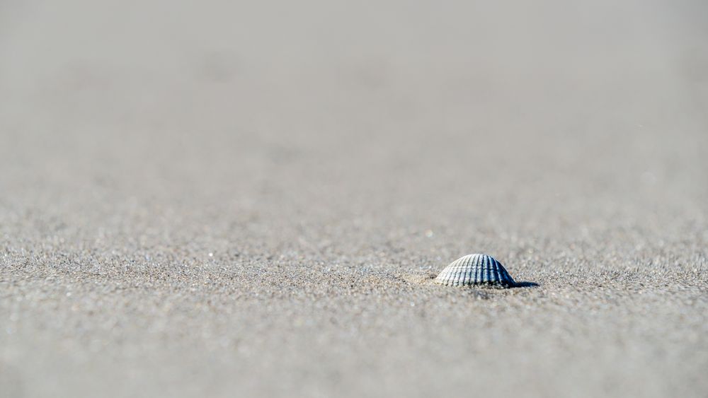 Muschel am Strand