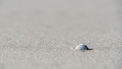 Muschel am Strand