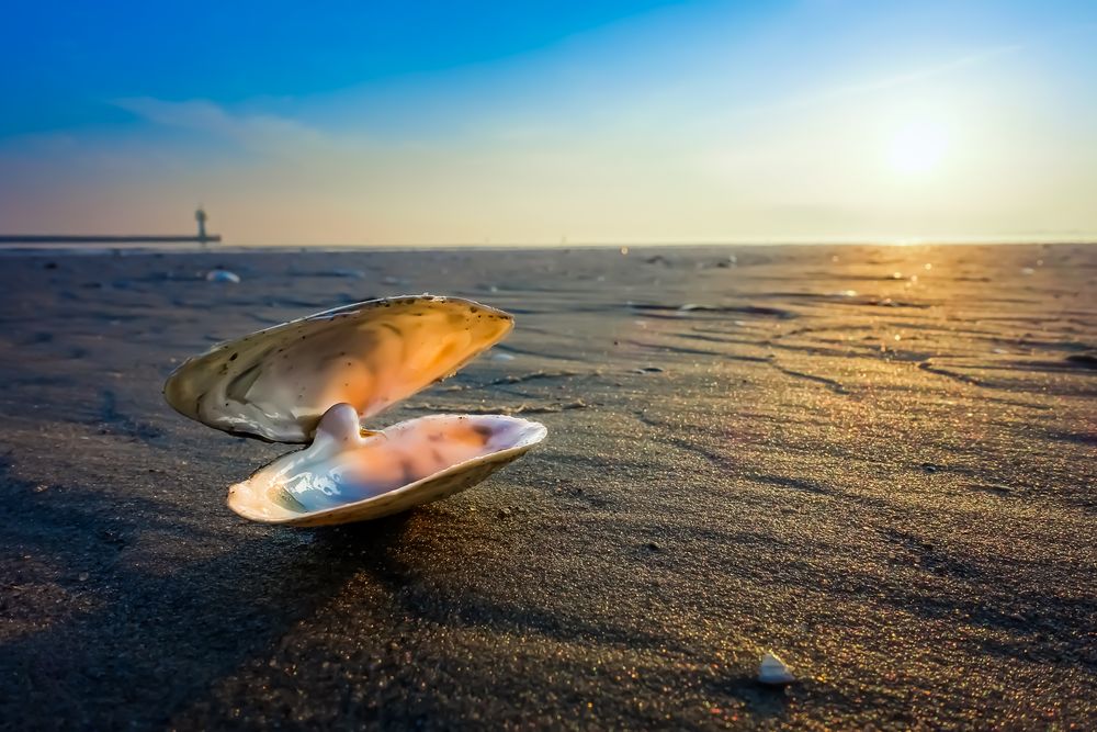 MUSCHEL AM STRAND