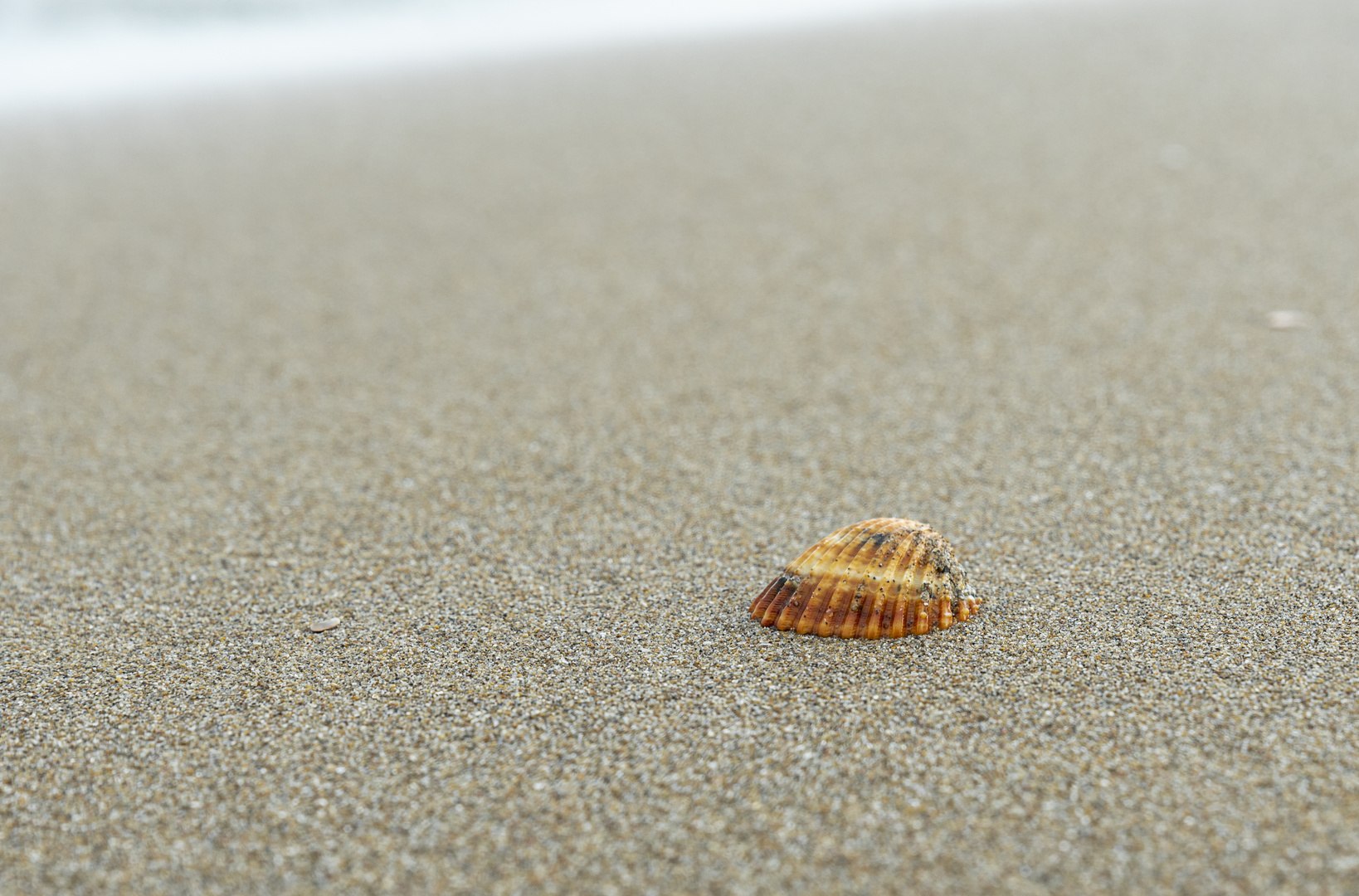 Muschel am Strand