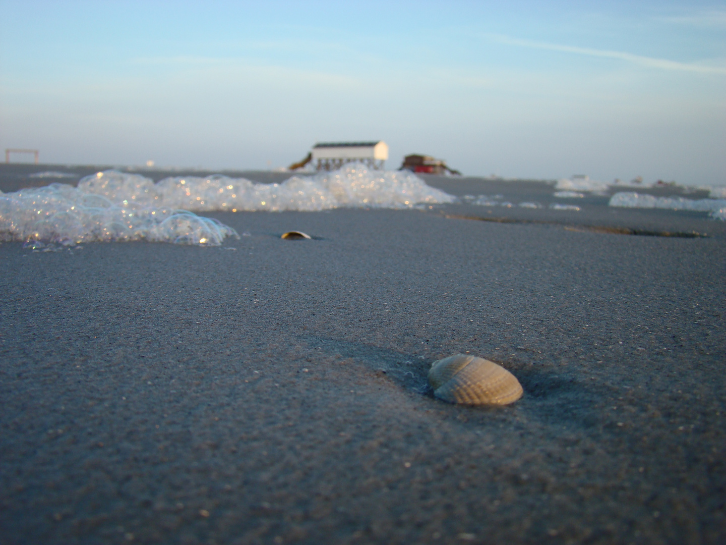 Muschel am Strand