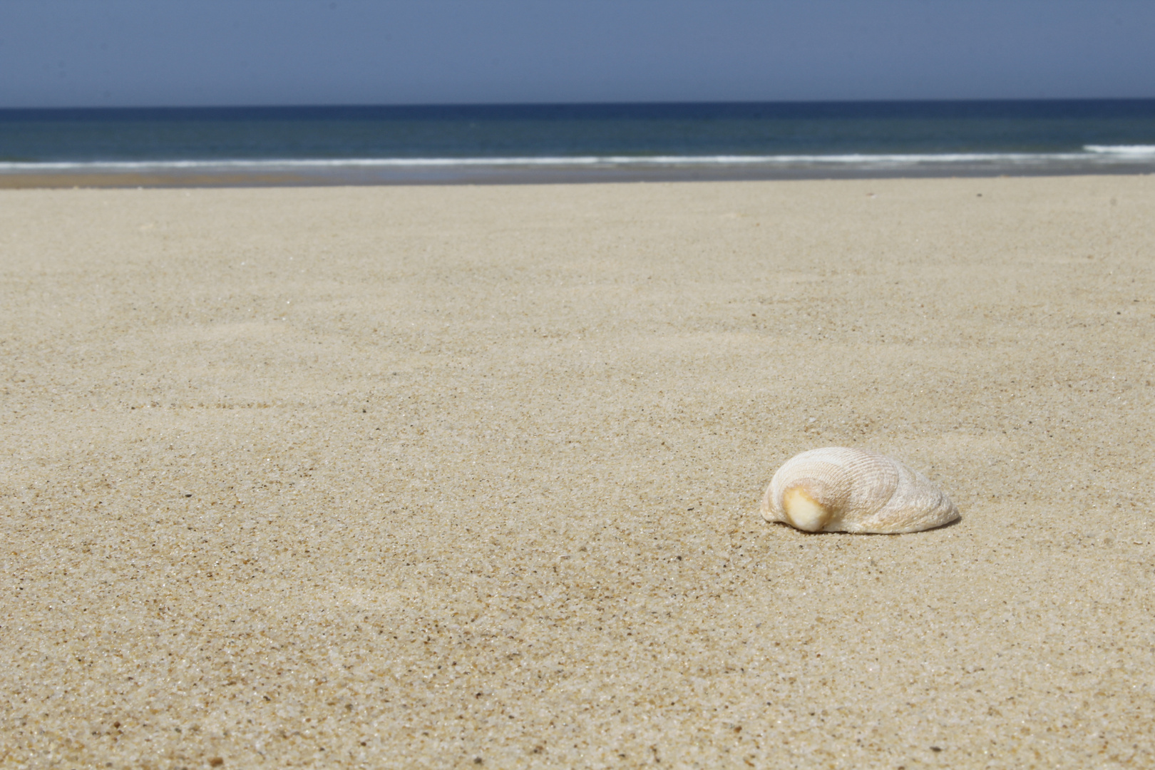 Muschel am Strand - shell on the beach