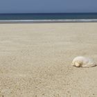 Muschel am Strand - shell on the beach