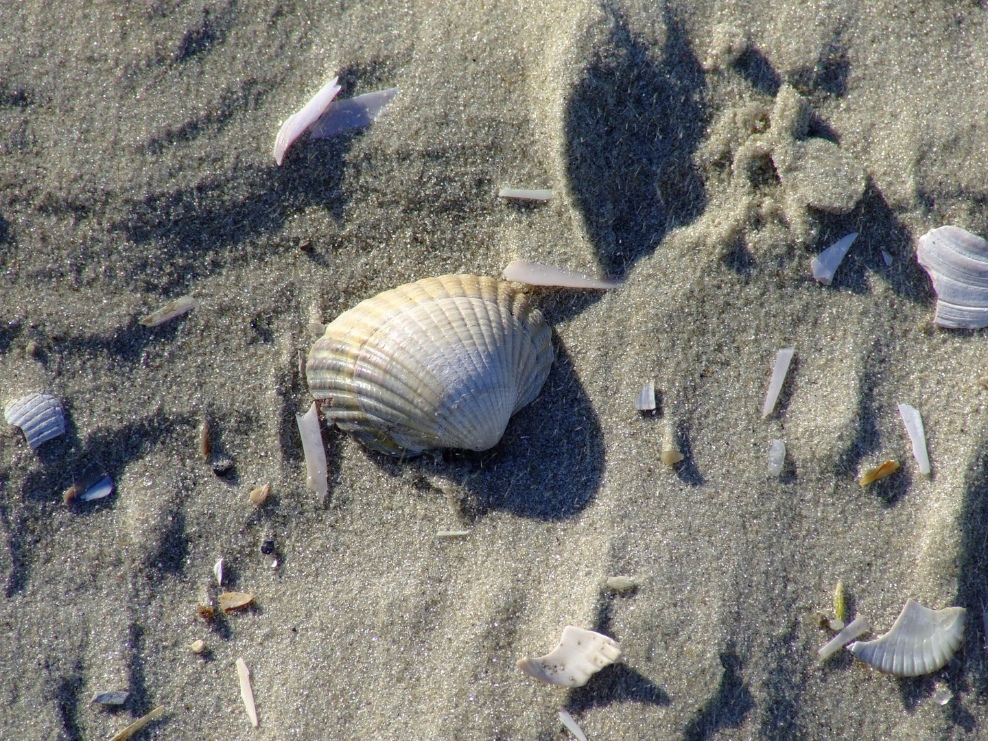 Muschel am Strand von Borkum