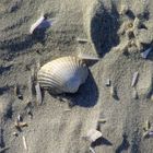 Muschel am Strand von Borkum