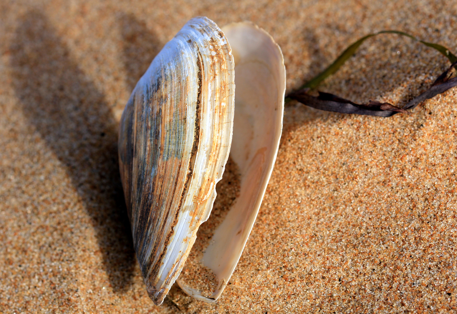 Muschel am Strand von Halmstad / Schweden