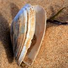 Muschel am Strand von Halmstad / Schweden