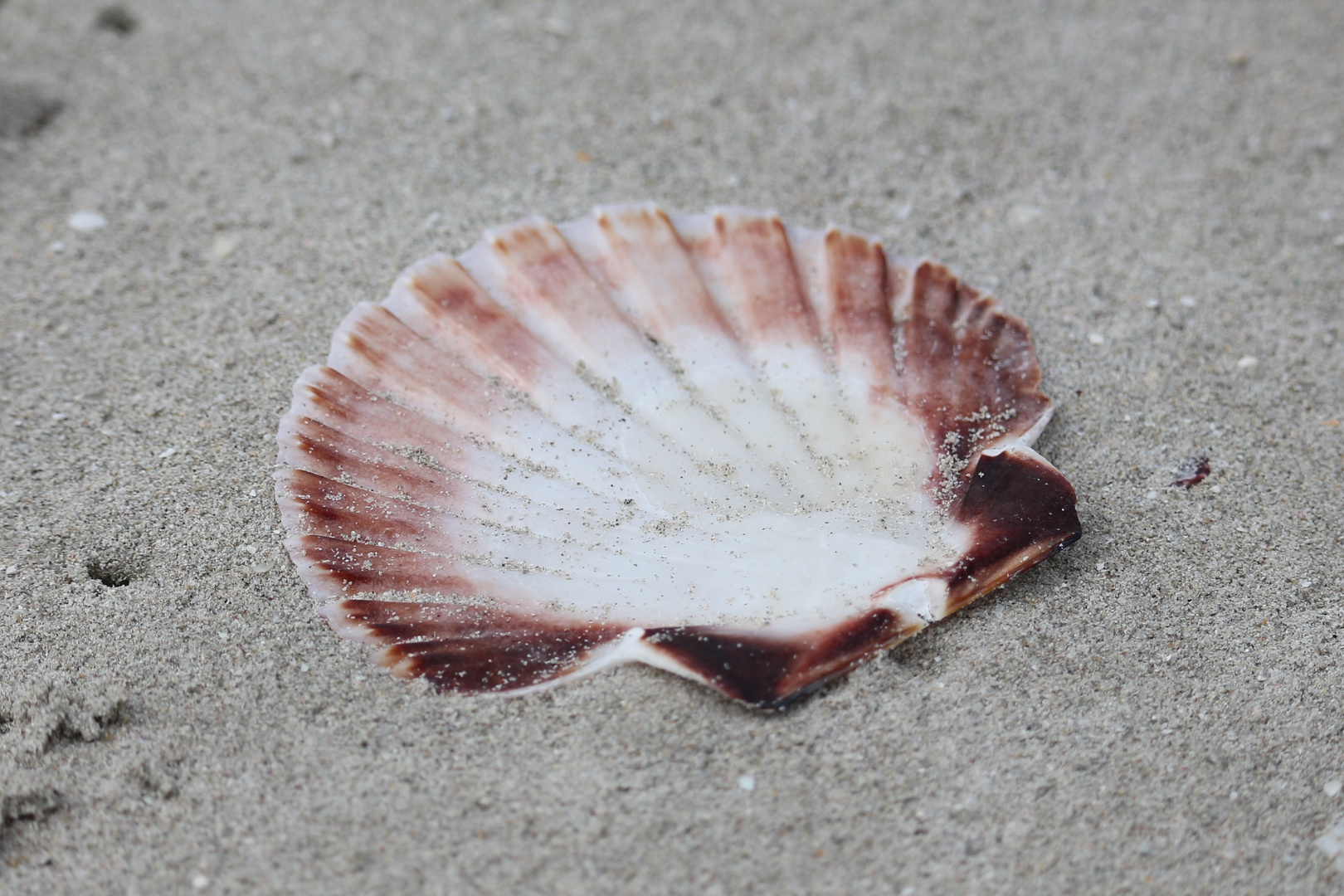 Muschel am Strand von Irland