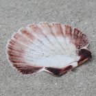 Muschel am Strand von Irland