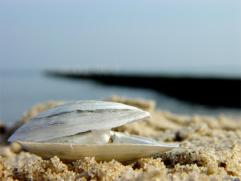 Muschel am Strand von Koserow auf Usedom