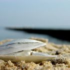 Muschel am Strand von Koserow auf Usedom