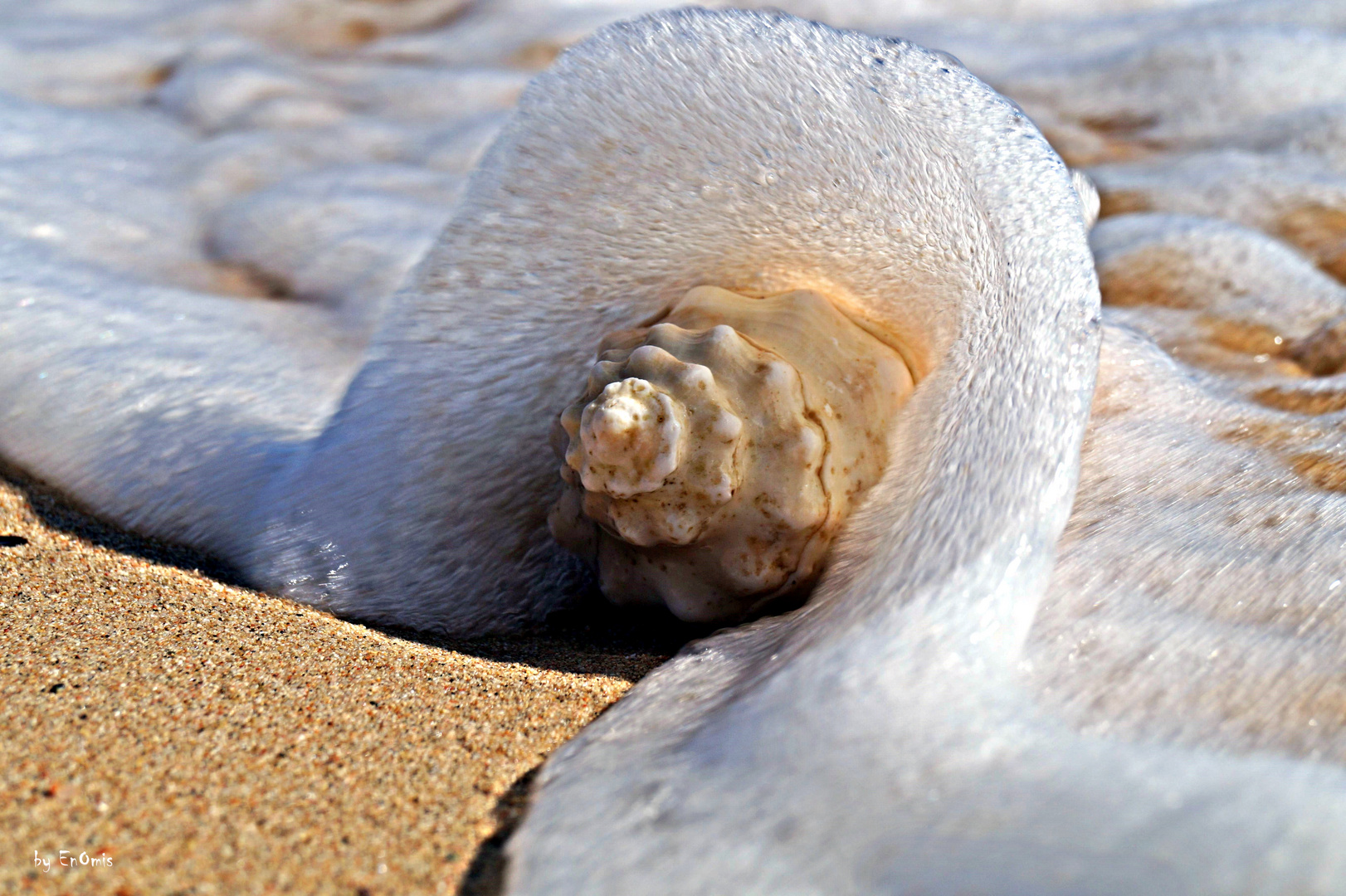 Muschel am Strand von Marsa Alam