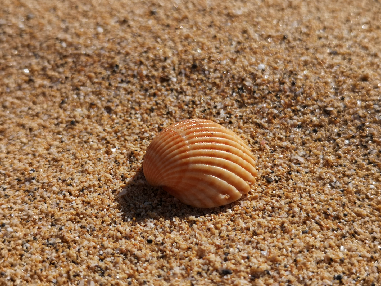 Muschel am Strand von Porto Santo (Madeira)