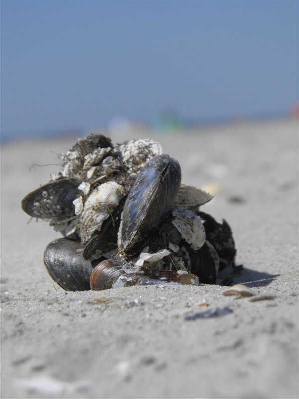 Muschel am Strand von St. Peter