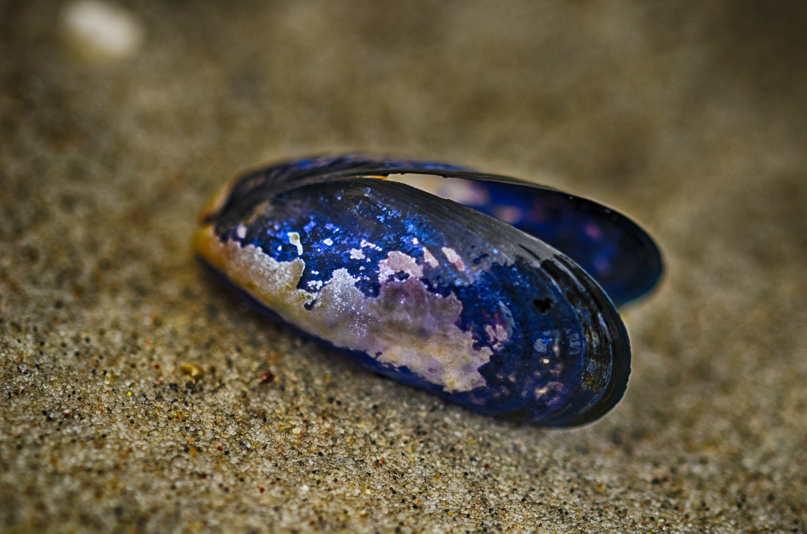 Muschel, am Strand vor Insel Poel