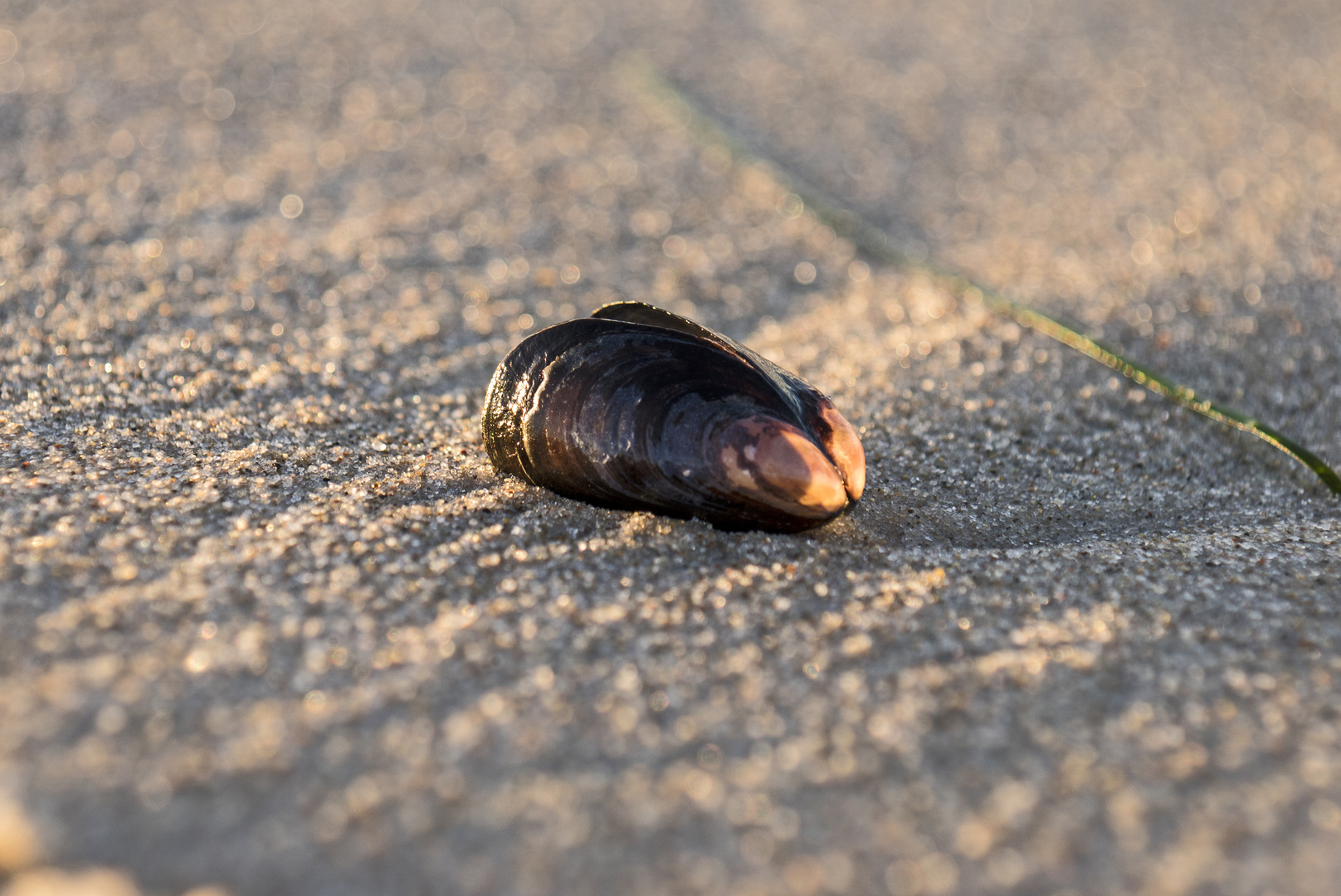 Muschel am Strand_01153