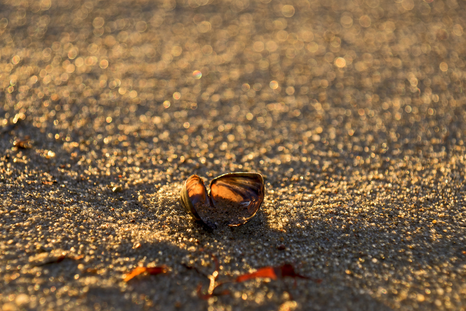 Muschel am Strand_01154