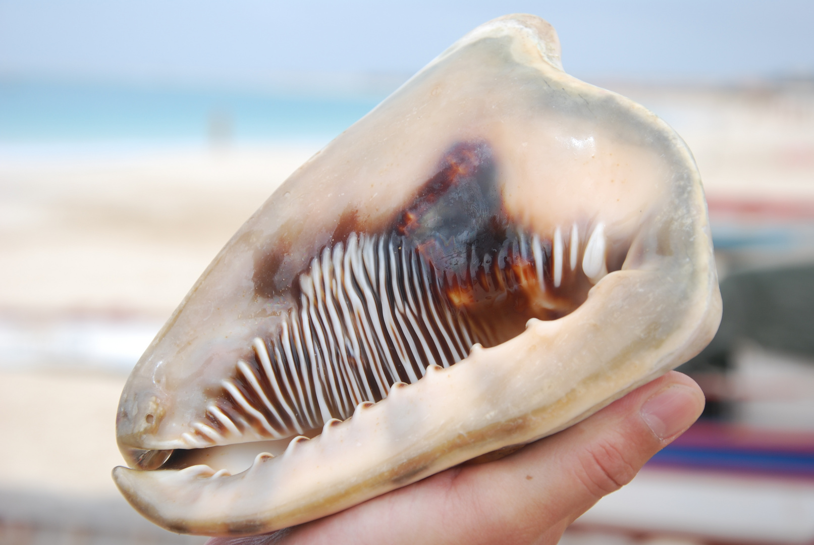 Muschel auf Cabo Verde