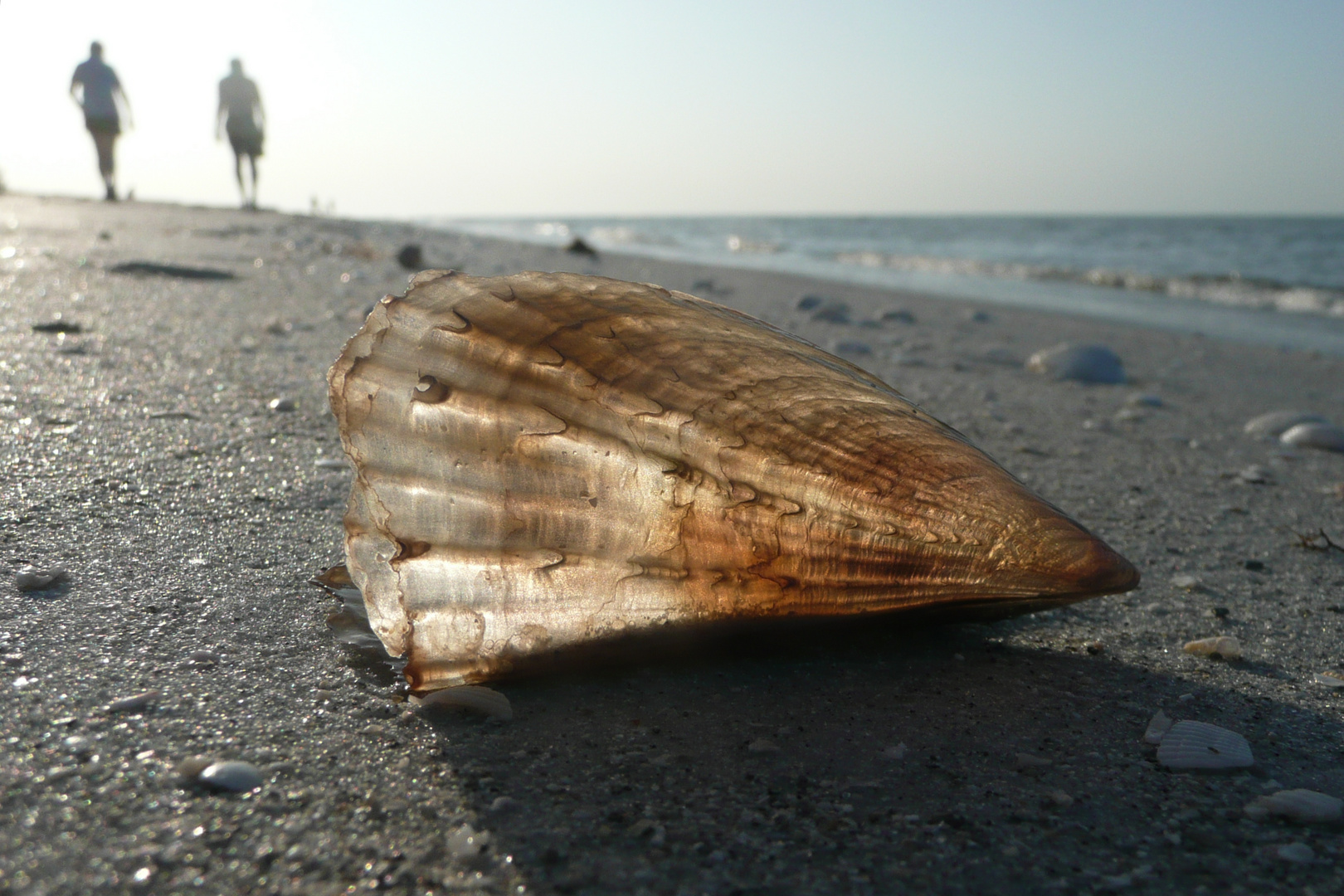 Muschel auf Sanibel Island