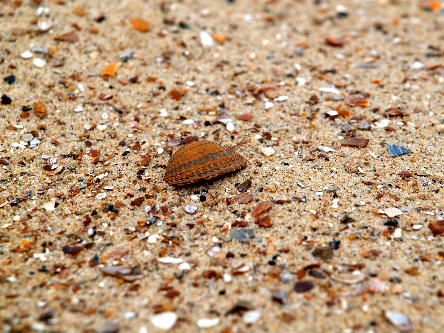 Muschel Foto & Bild die elemente, natur Bilder auf