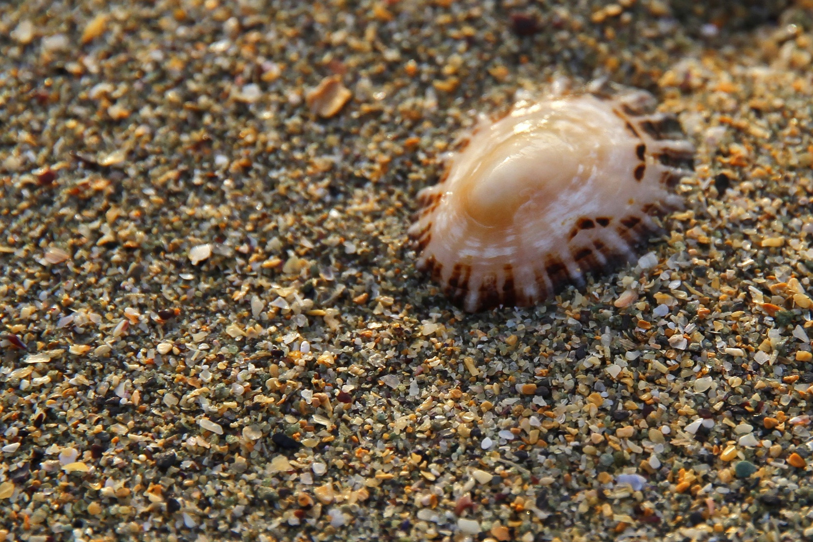 Muschel Barley Cove Beach