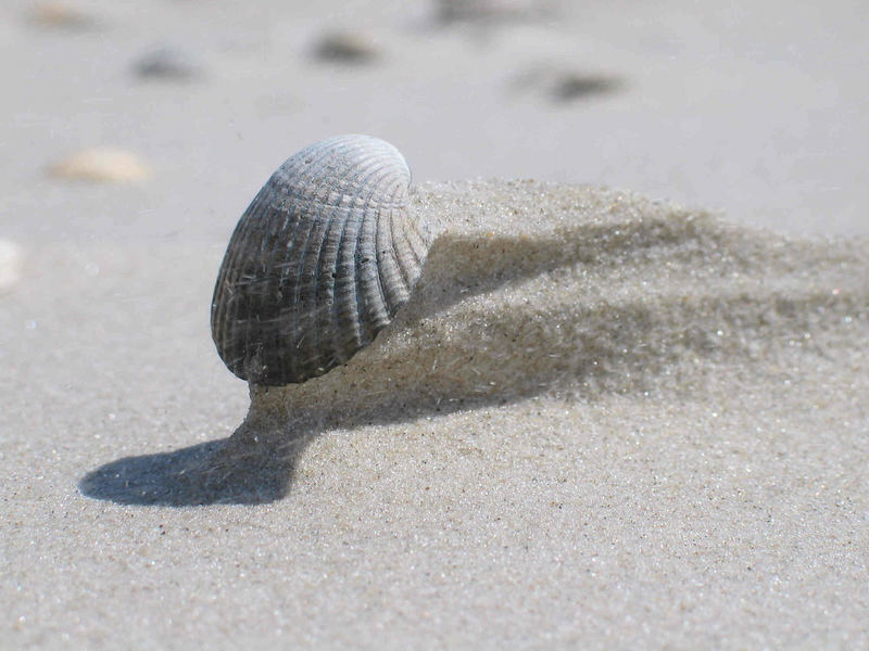 Muschel bei Ebbe Foto & Bild landschaft, meer & strand, strandmakros