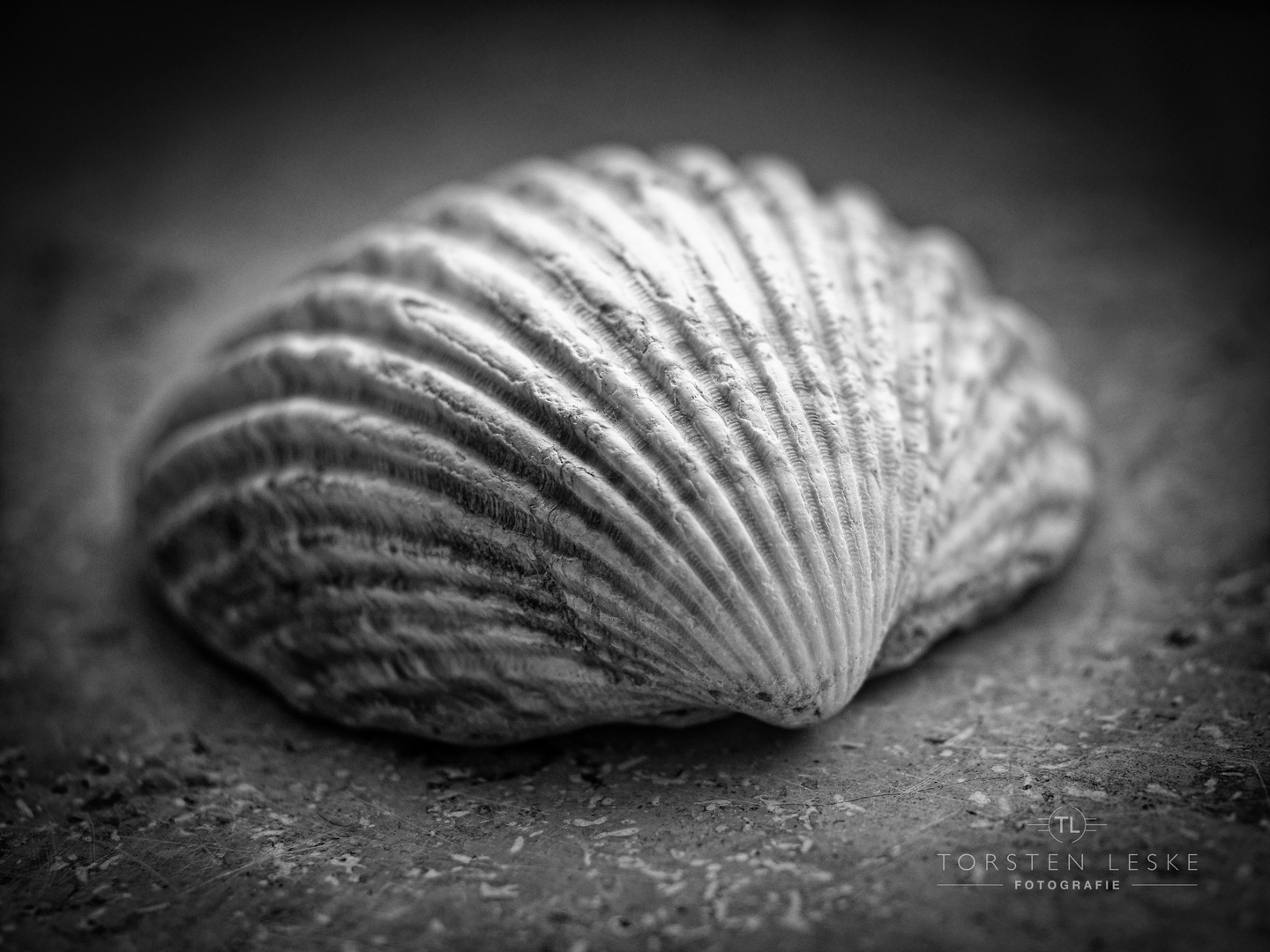 Muschel Foto & Bild white, spezial, monochrome Bilder auf