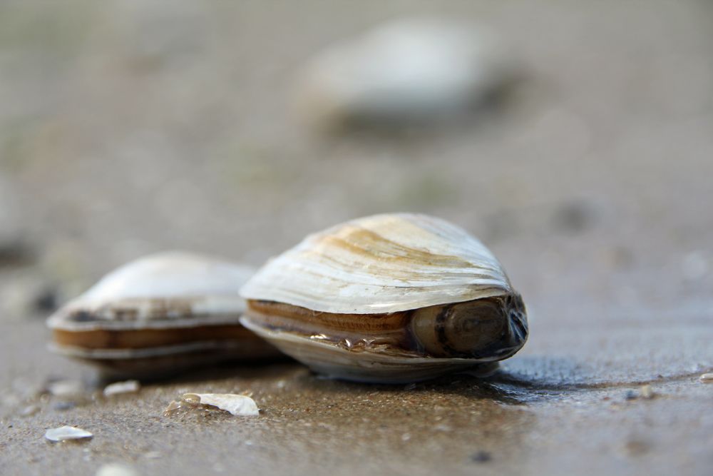 Muschel Foto &amp; Bild | strand, muschel, usedom Bilder auf fotocommunity