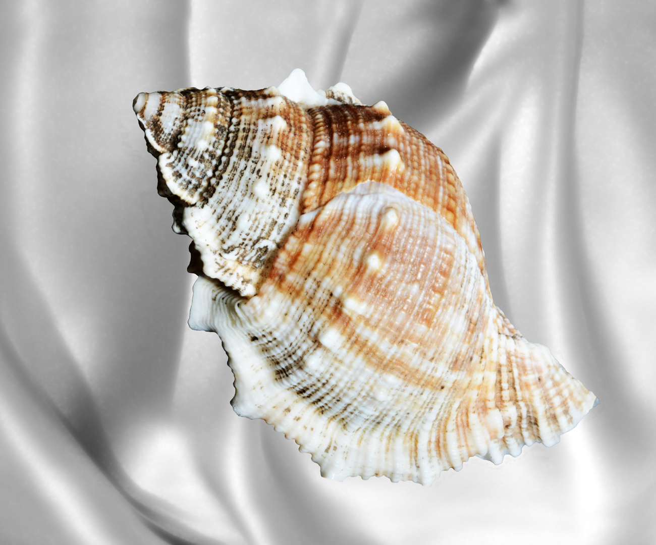 Muschel Foto & Bild naturmakros, naturkreativ, aufnahmetechniken