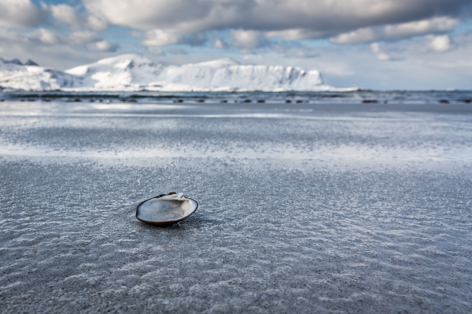 Muschel im nordischen Winter