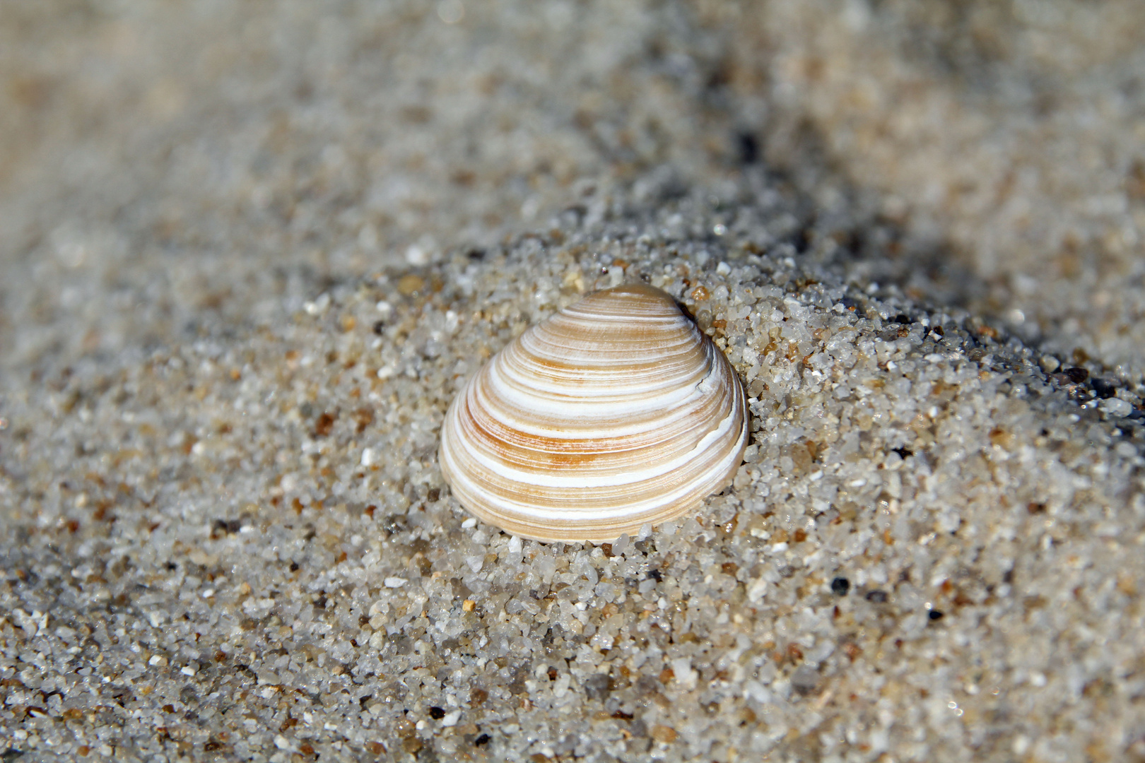 Muschel im Sand