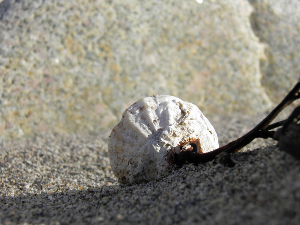 Muschel im Sand