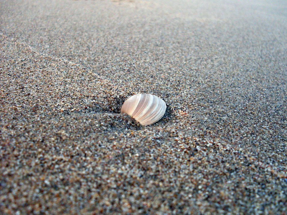 Muschel im Sand