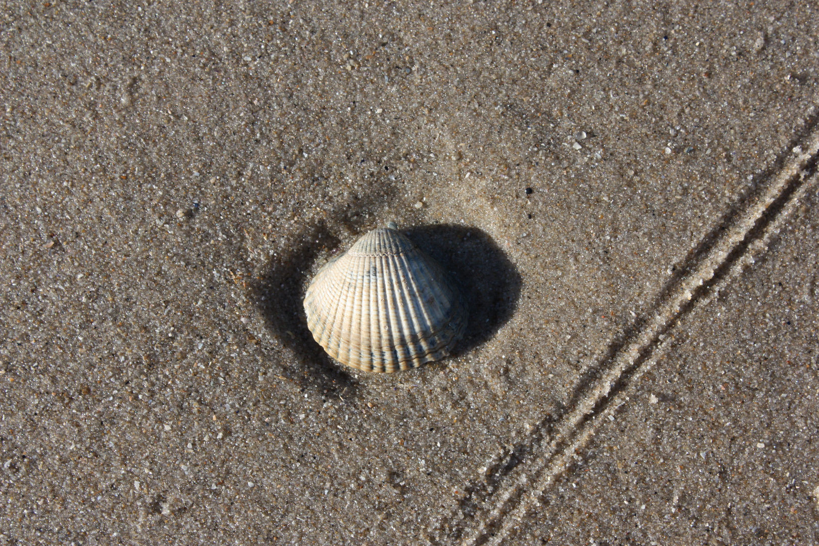 Muschel im Sand