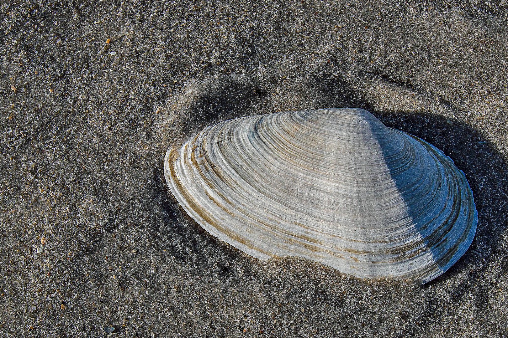 Muschel im Sand