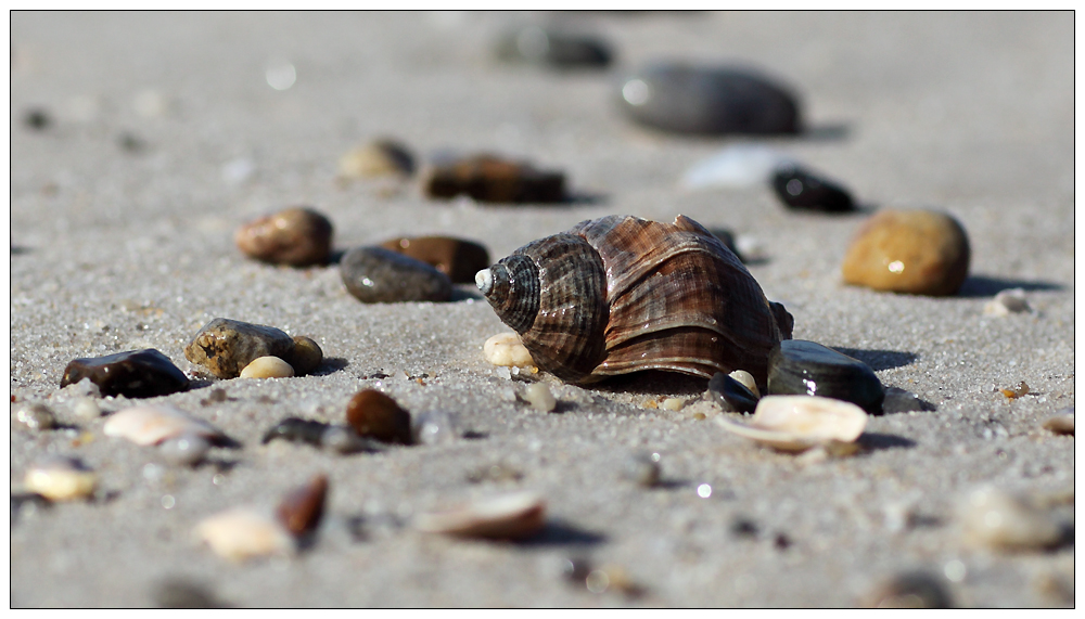 Muschel im Sand