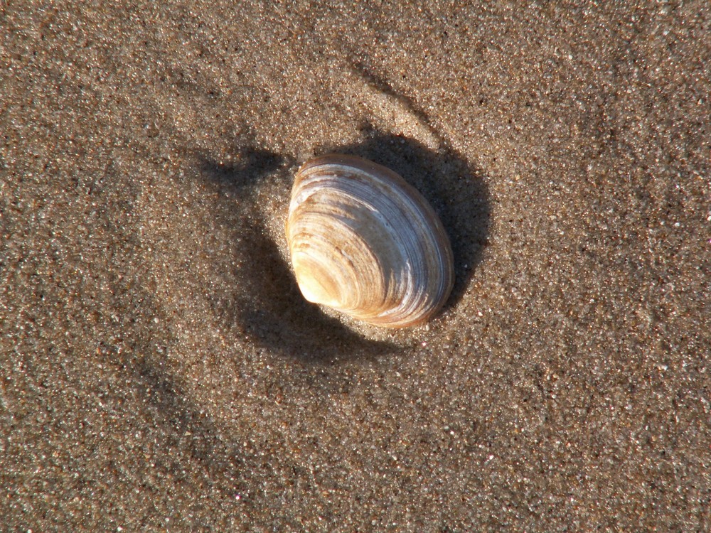 Muschel im Sand