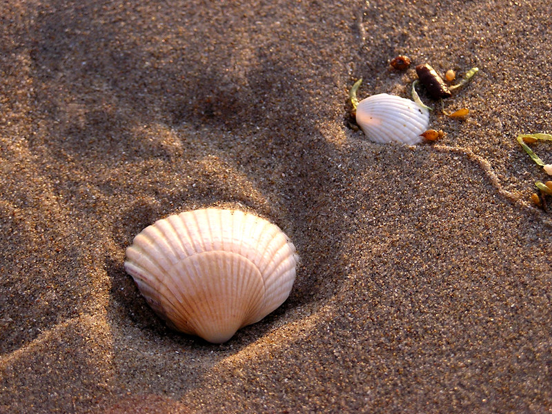 Muschel im Sand