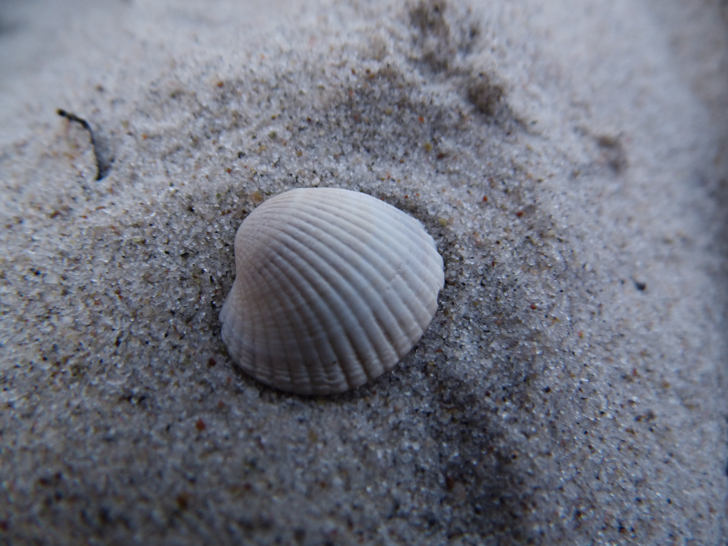 Muschel im Sand